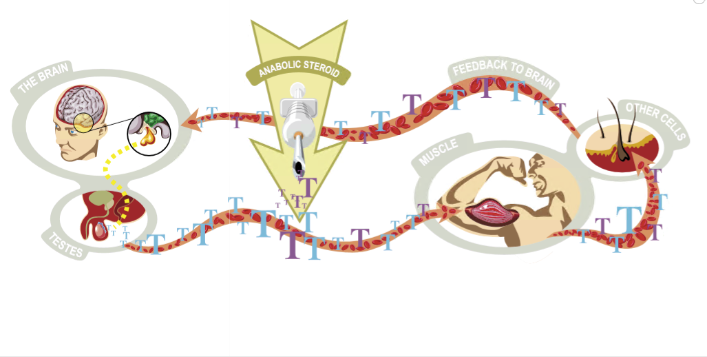 How Anabolic Steroids Work?